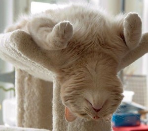 02c62_4841-This_cat_is_taking_it_easy_just_relax...